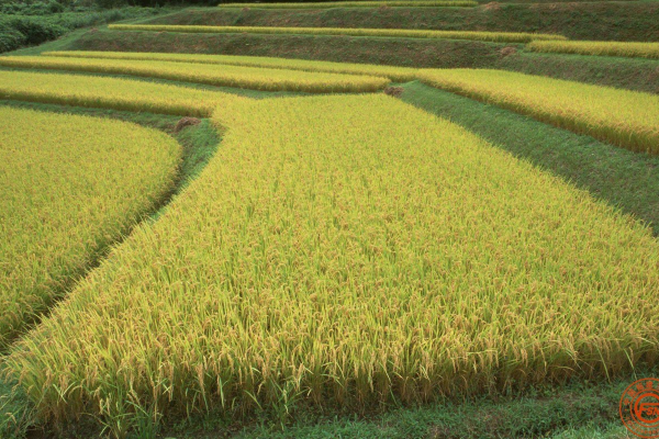 河南潢川：多彩“稻田画”扮靓田园风光