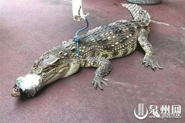 宠物鳄鱼的饲养（宠物鳄鱼的饲养方法视频）