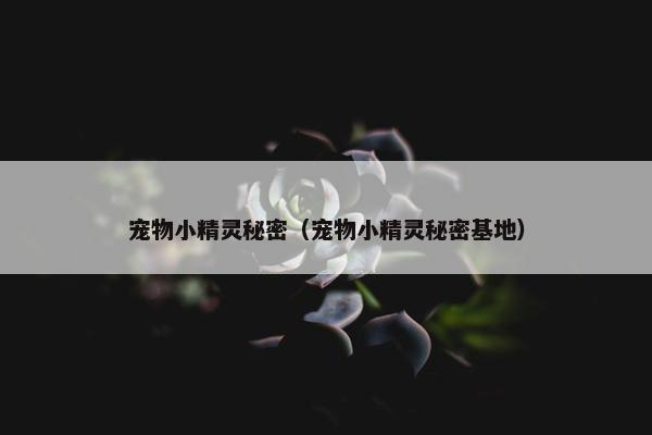 宠物小精灵秘密（宠物小精灵秘密基地）