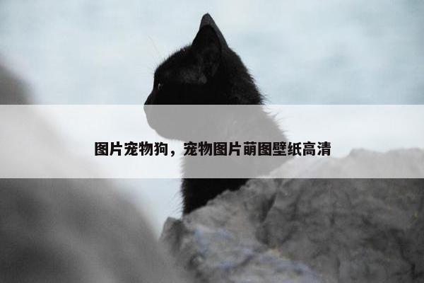 图片宠物狗，宠物图片萌图壁纸高清