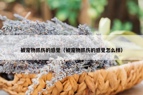 被宠物抓伤的感觉（被宠物抓伤的感觉怎么样）